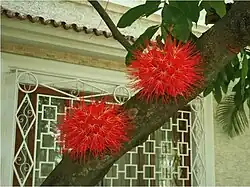 Kvetoucí Brownea macrophylla