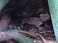 Sphenodon punctatus