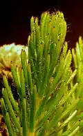 Detail lodyhy Brunia sp.