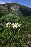 Brunia nodiflora na přirozeném stanovišti