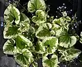 Kultivar 'Variegata'