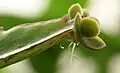 Detail dceřiných rostlinek na listu Kalanchoe daigremontiana