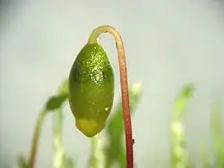 Bryum argenteum sporogon