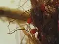 Rhizoidální gemy mechu Bryum subapiculatum