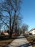 Jírovcová alej na Zámecké ulici