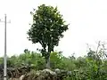 Buchanania axillaris v Bengalúru v Indii