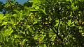 Větve buchenavie B. tetraphylla