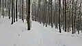 Bučina na jižním svahu pod Žaltmanem
