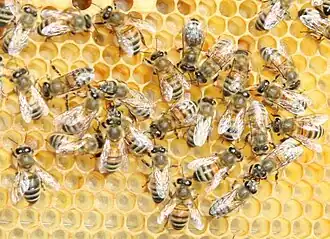Včelí plástev je přírodní hexagonální teselace