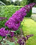 Květenství Buddleja davidii 'Fascination'