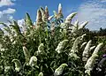 Buddleja davidii 'White Profusion'
