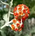Zajímavě kvetoucí Buddleja marrubifolia