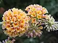 Květenství Buddleja x weyeriana 'Moonlight'