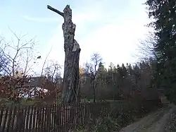 Torzo památného buku u hájenky nedaleko Šolcova rybníka