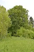 Buk na Popluží