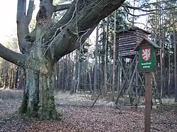 Bezprostřední okolí stromu
