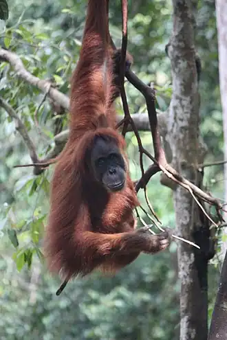 Orangutan sumaterský
