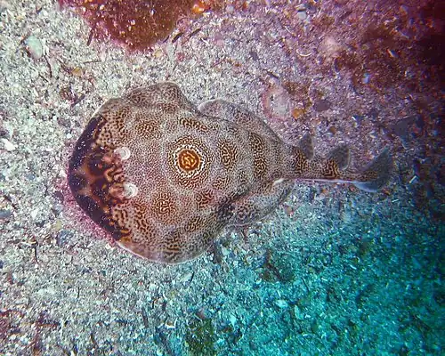 Narcina panamská (Diplobatis ommata)
