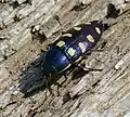 krasec osmiskvrnný (Buprestis octoguttata)