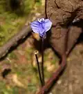 Burmannia itoana