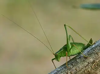 alternativní popis obrázku chybí