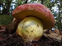 Boletus regius