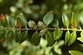 Zimostráz vždyzelený (Buxus sempervirens)