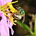 Včela z čeledi Halictidae vytřásající pyl z prašníků R. mariana
