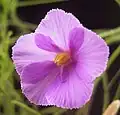 Květ Byblis filifolia