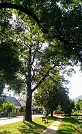 Olše na Kamenci