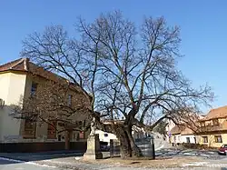 Lípa v únoru 2012
