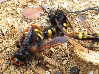 Samci žahalky obrovské (Megascolia maculata) snažící se kopulovat se samicí