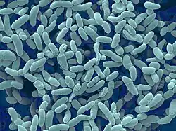 Acetobacter aceti