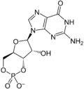 cGMP