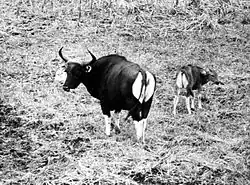 banteng jávský