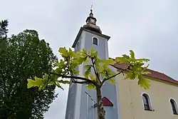 Strom míru před farním kostelem sv. Matúša