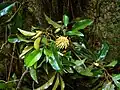 Kvetoucí G. baccata