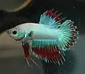 Crowntail