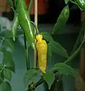 Kultivar 'Lemon Drop'