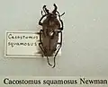 Cacostomus squamosus