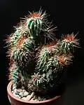 Často pěstovaná forma označovaná jako Cereus peruvianus f. monstrosa.