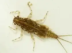 Nymfa Caenis robusta