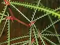Detail listů parkinsonie pichlavé