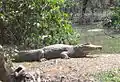 V brazilské zoo ve městě Cuiabá