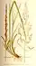 Calamagrostis stricta