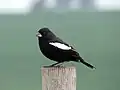 Samec strnádky skřivanovité (Calamospiza melanocorys)