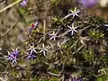 Calectasia cyanea