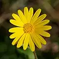 Měsíček rolní (Calendula arvensis)