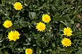 Ohrožená Calendula maritima