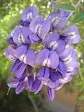 Květenství jerlínu Sophora secundiflora (syn. Dermatophyllum speciosum)
